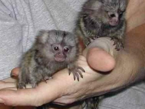 yermo preferible escaldadura Monos tití bebé dedo a la venta. Clasificados online mexico