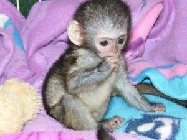 entrevista Impermeable desenterrar Venta de monos capuchinos bebé socializados. Clasificados online mexico