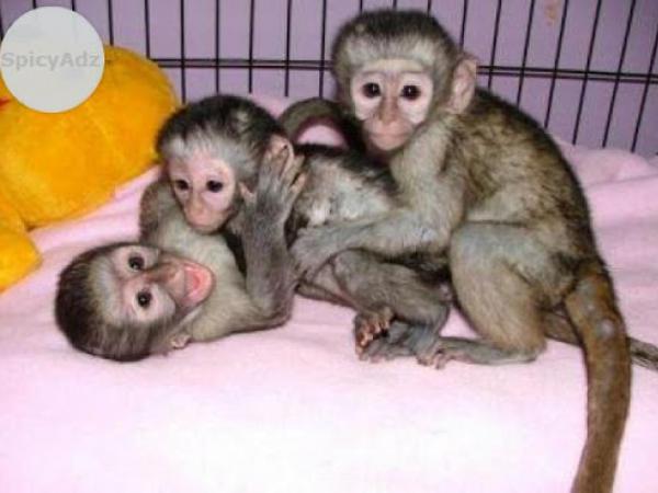 representante Gimnasta La playa Levantado a mano Monos capuchinos, monos ardilla, monos titíes, bebés  chimpancés a la venta. Excelente como mascota casera.. Clasificados online  mexico